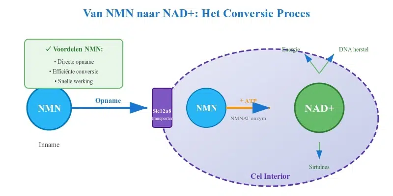 Visueel schema van NMN conversie naar NAD+ in de cel via Slc12a8 transporters en NMNAT enzym