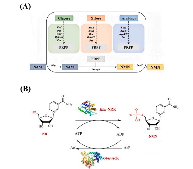 Enzymatic catalysis of NMN from nicotinamide riboside and ATP