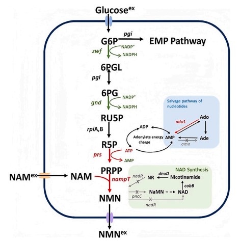 Schematic representation of fermentative and biosynthetic pathways to NMN from glucose and nicotinamide